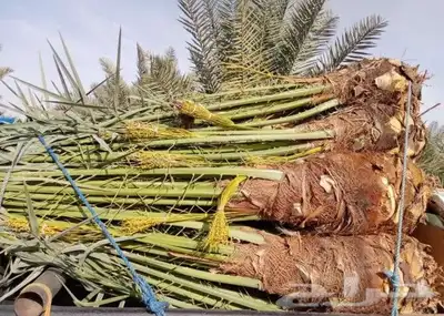 يوجد لدينا جميع انواع انخيل المثمره والمقاسات 3