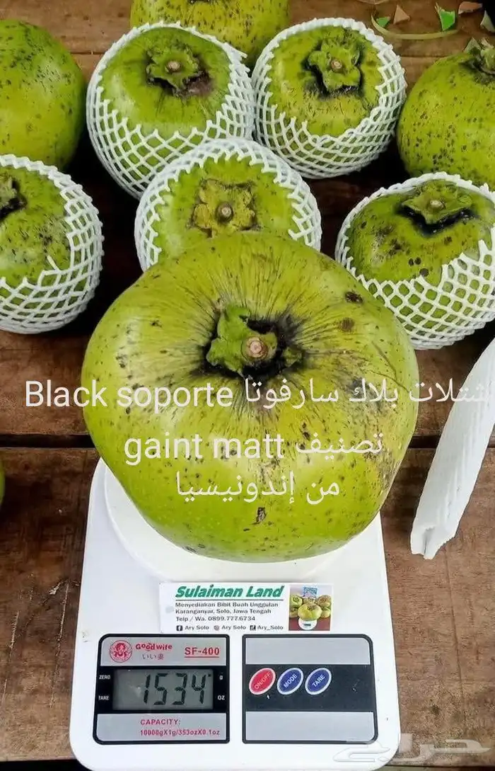 شتلات توت الصيني che fruit 49