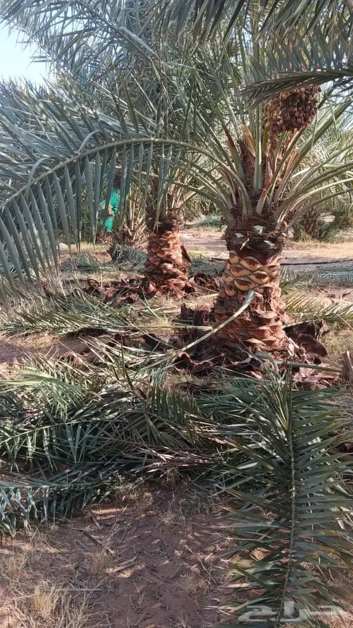 يوجد لدينا جميع انواع النخيل وجميع مقاساته 3