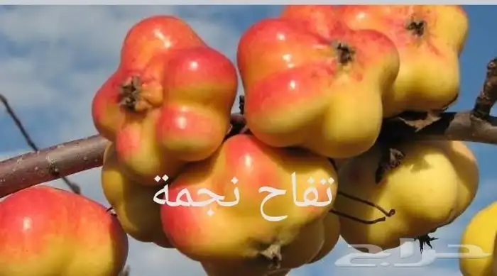 شتلات توت الصيني che fruit 12