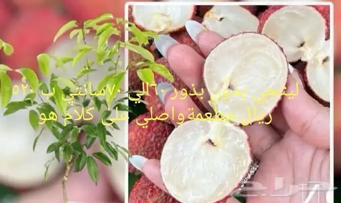 شتلات توت الصيني che fruit 26