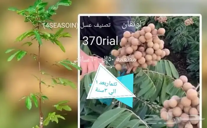 شتلات توت الصيني che fruit 25