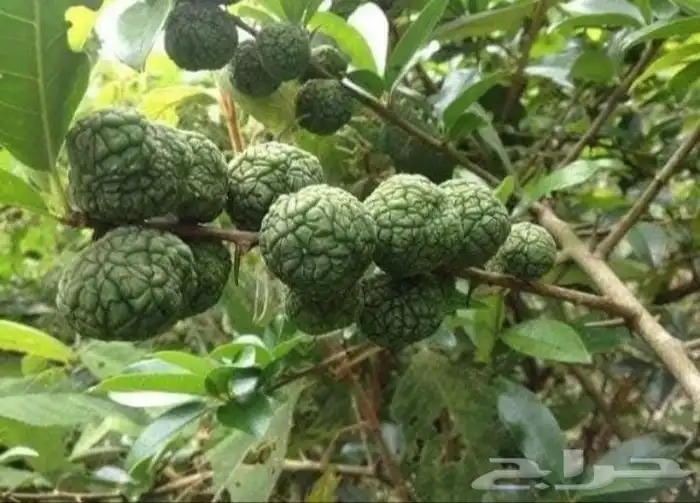 شتلات توت الصيني che fruit 9