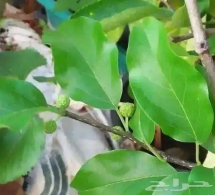شتلات توت الصيني che fruit 2
