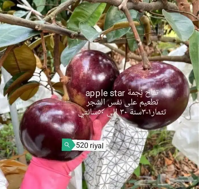 شتلات توت الصيني che fruit 28