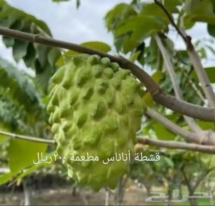 شتلات توت الصيني che fruit 44