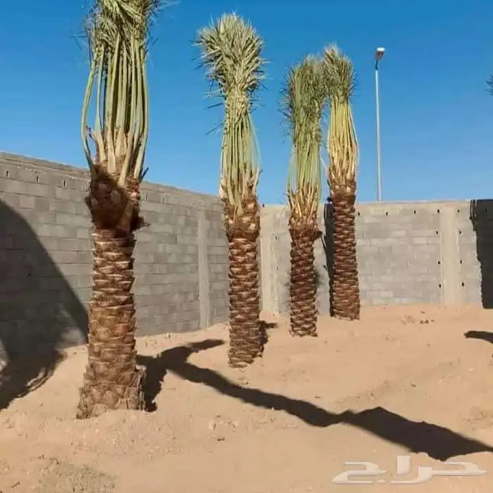 يوجد لدينا جميع انواع النخيل وجميع مقاساته 5
