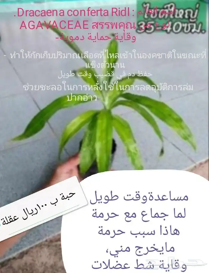 شتلات توت الصيني che fruit 16