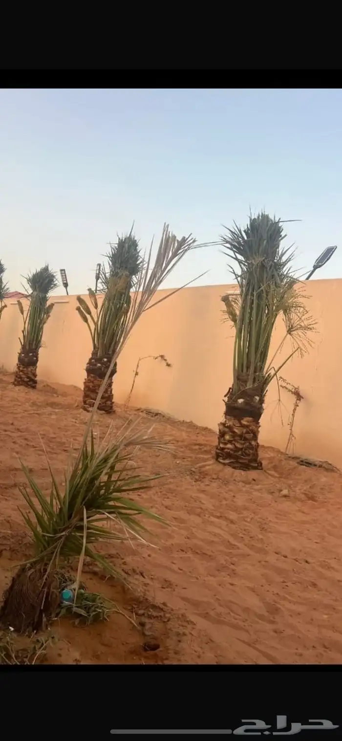 يوجد لدينا جميع انواع النخيل وجميع مقاساته 4