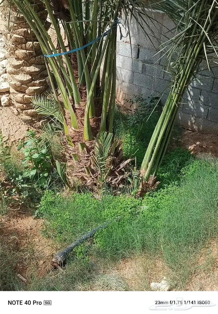 نخيل مثمر 3