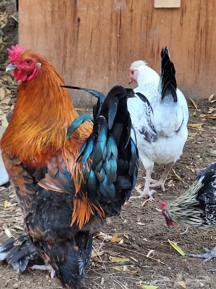 دجاج وديكة للبيع 0