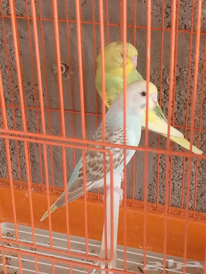 طيور الحب البادجي 9