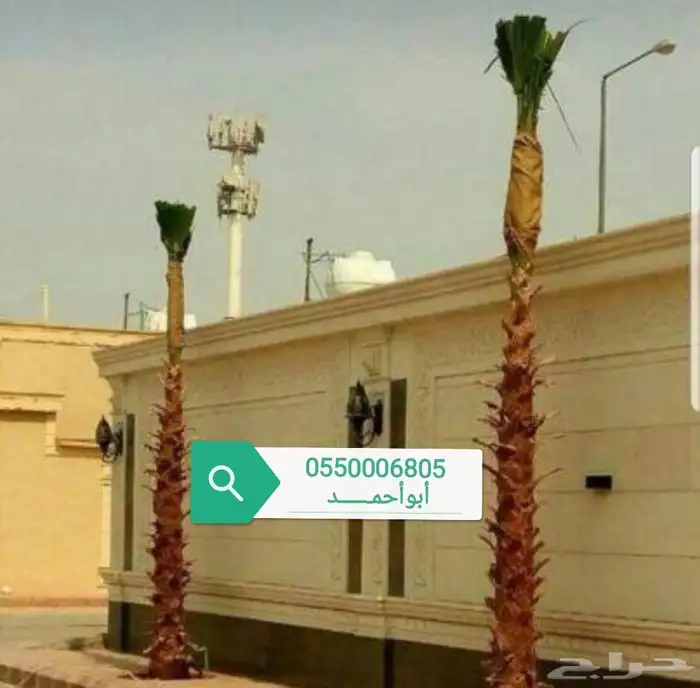 نخل امريكي واشنطونيا جميع المقاسات 9