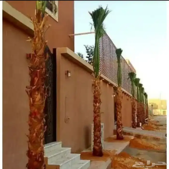 نخل امريكي واشنطونيا جميع المقاسات 8