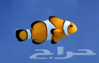 تم البيع 0
