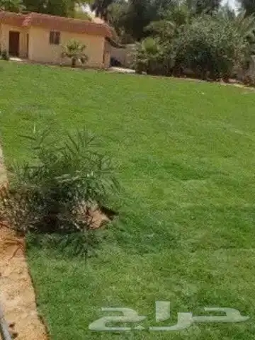 تنسيق الحدائق الطبيعي التيل والنخيل والاشجار 3