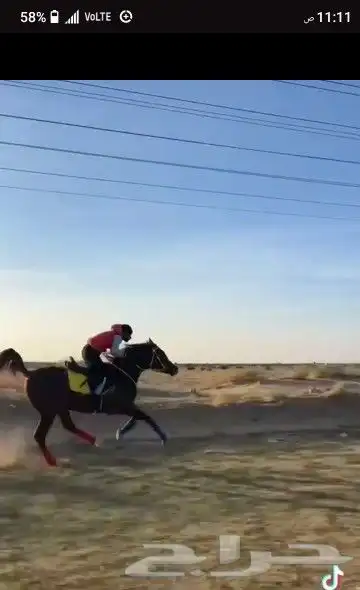 سايس خيل متمكن وجوكي يبحث عن   055 095 9650 0