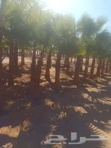 يوجد الدينا نخل وشنطني درجه اول 1