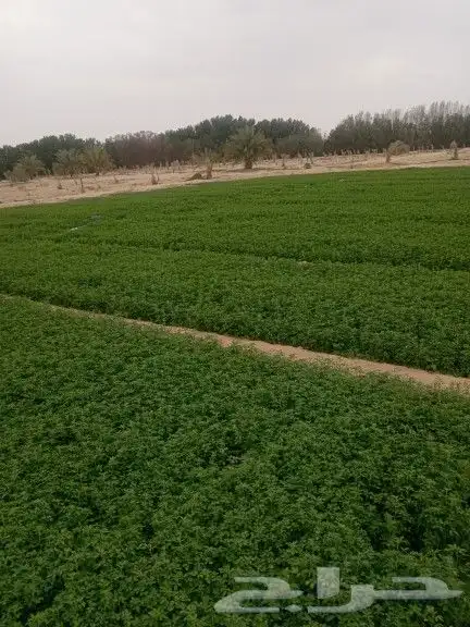 برسيم وخضروات 3