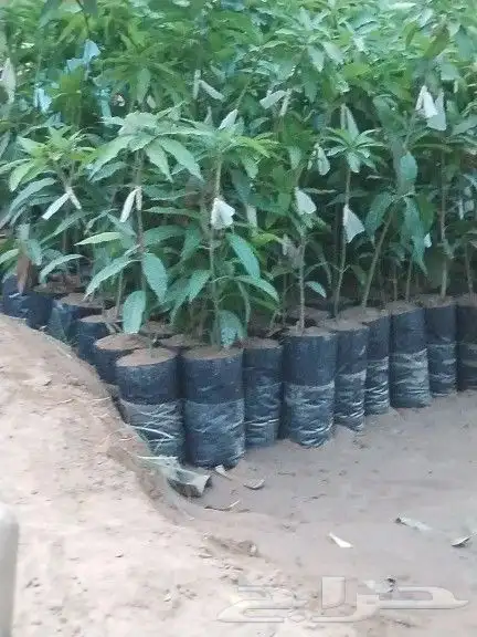 مشاتل جازان صبياء الجميع انوع منجوه لنجراع هندي 2
