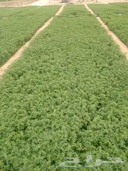 برسيم وخضروات 0