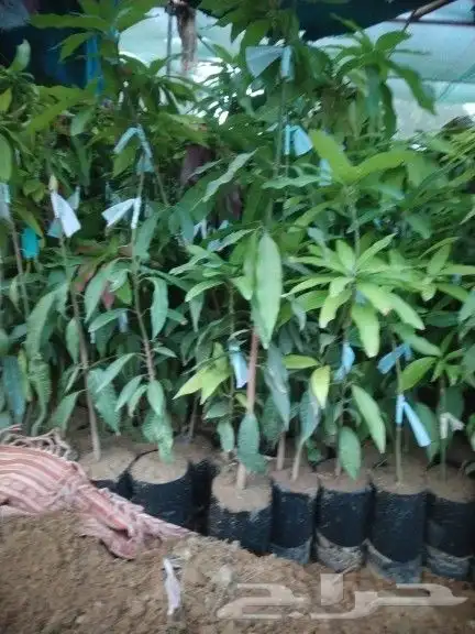 مشاتل جازان صبياء الجميع انوع منجوه لنجراع هندي 1
