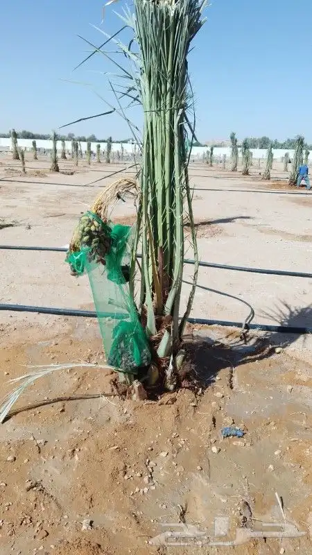 يجود لدينا جميع انواع النخل 3