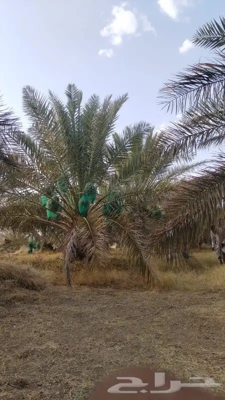 يجود لدينا جميع انواع النخل 4
