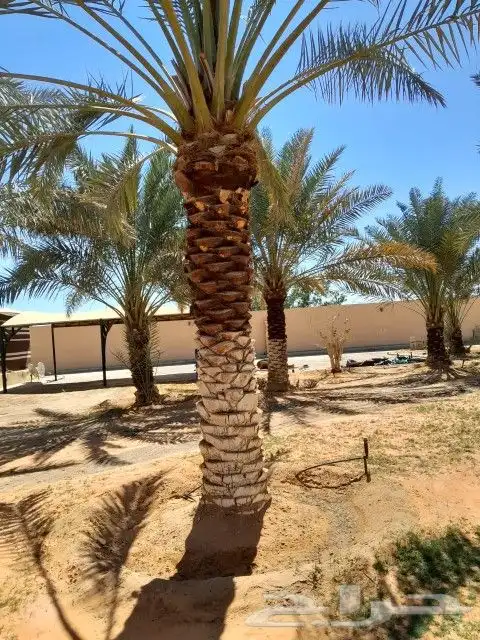 لدينا جميع اشغال النخيل تكريب عربي تكريب هلالي تلقيح النخل ت 1