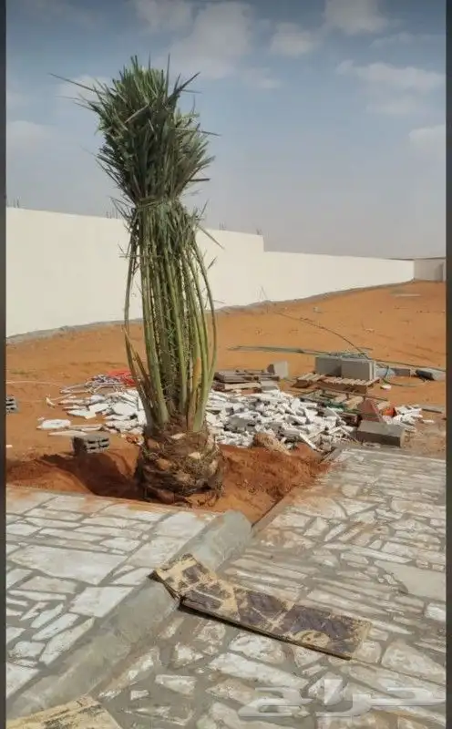 يجود لدينا جميع انواع النخل 0