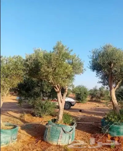 يوجد لدينا اشجاهر زيتون جميع المقاسات 0