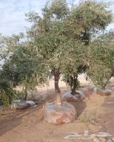 يوجد لدينا اشجاهر زيتون جميع المقاسات 2