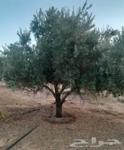 يوجد لدينا اشجاهر زيتون جميع المقاسات 1