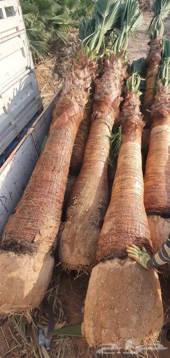 نخل واشنطني 13