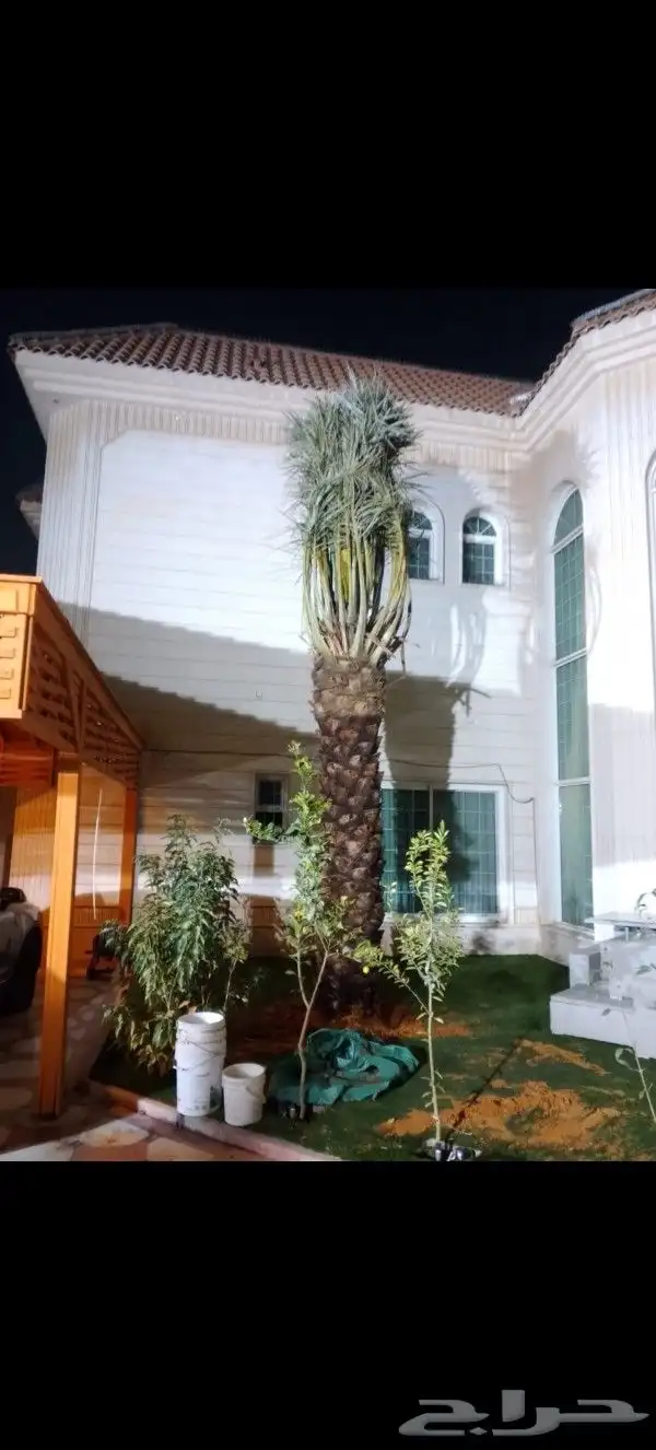 نخل عربي وامريكي للبيع 5