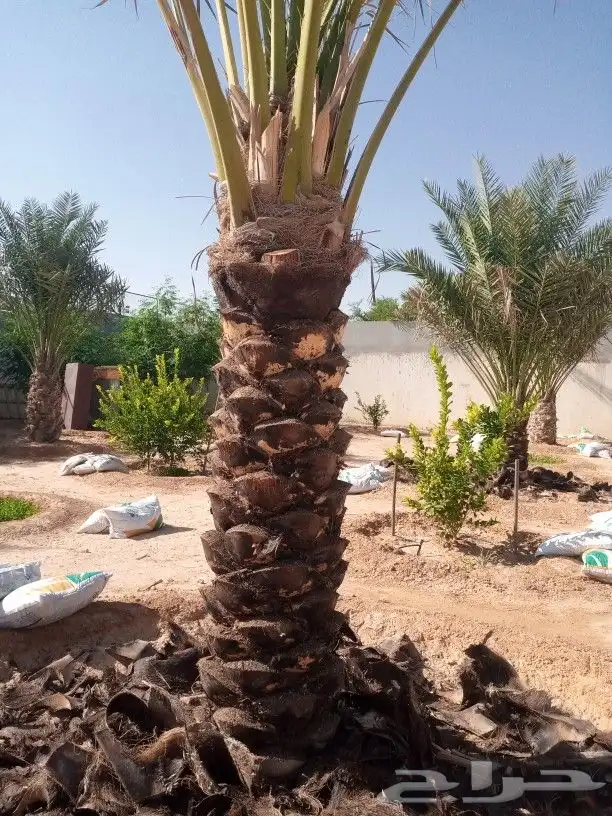 يجود لدينا جميع انواع النخل 2
