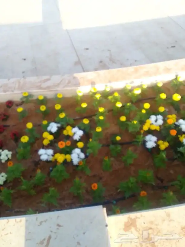 تنسيق حدائق 7