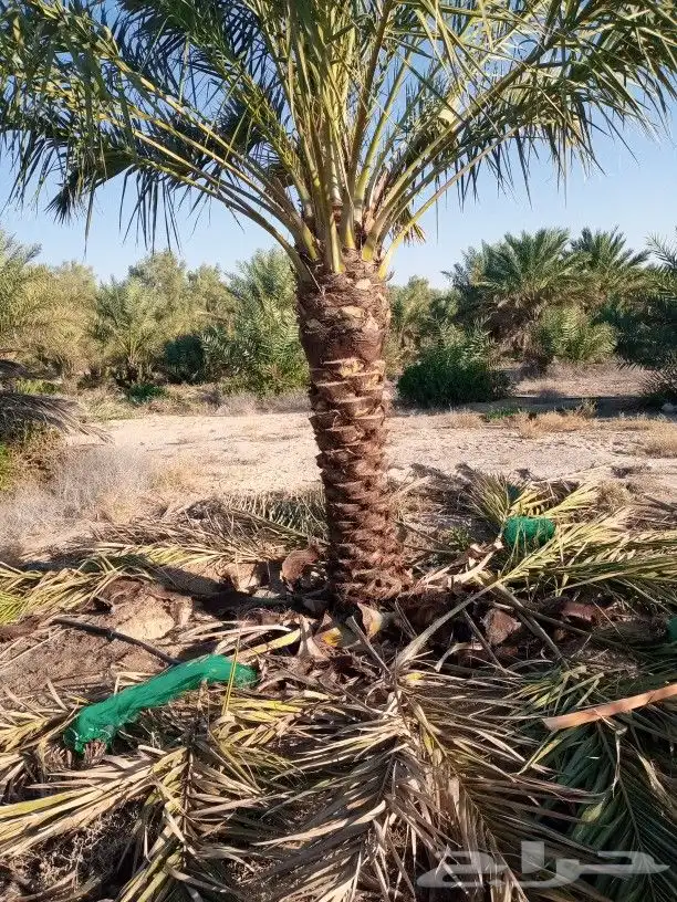 يجود لدينا جميع انواع النخل 1