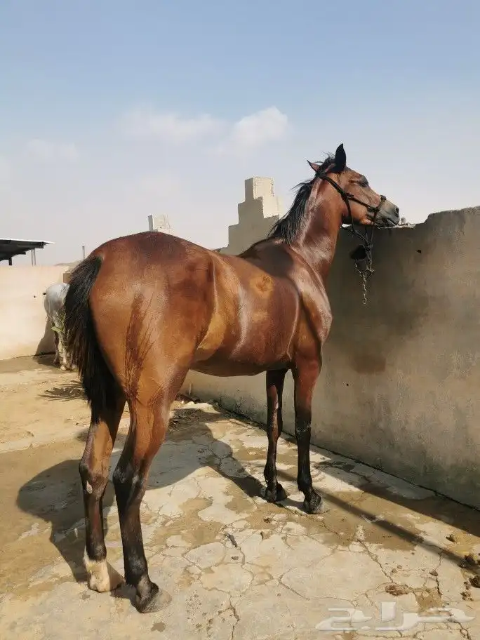 فرس شعبية شيخة 5