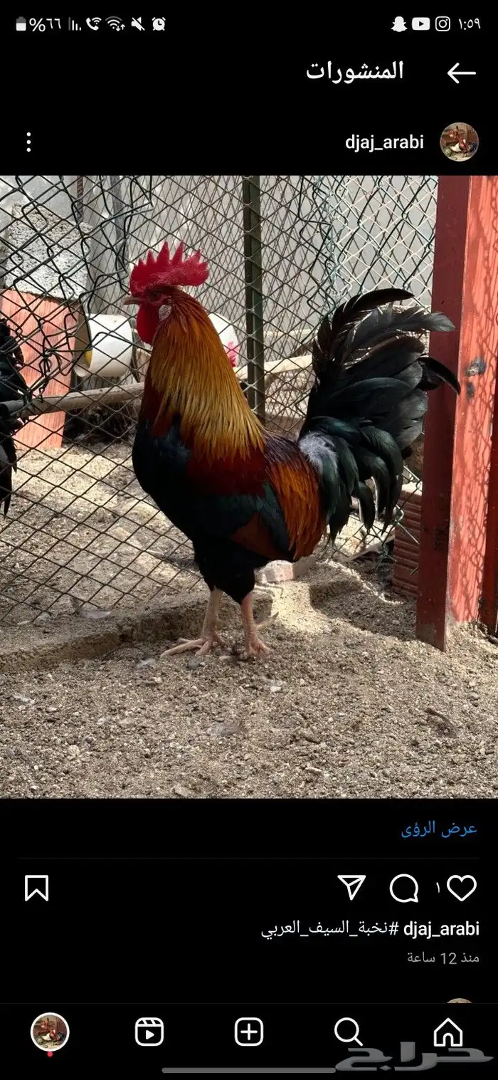 ديك عربي للبيع 2