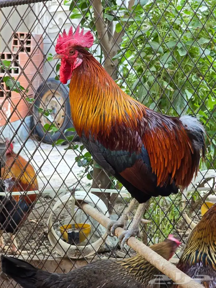 طقم دجاج عربي 2