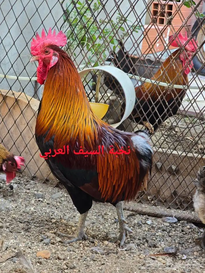 طقم دجاج عربي 0
