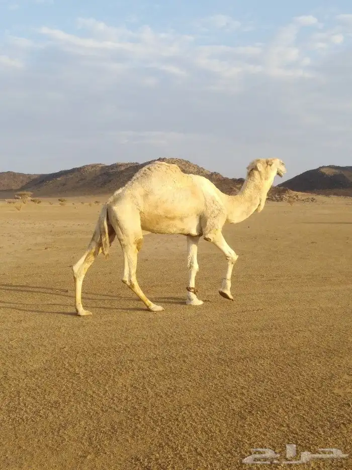 بيشه 0
