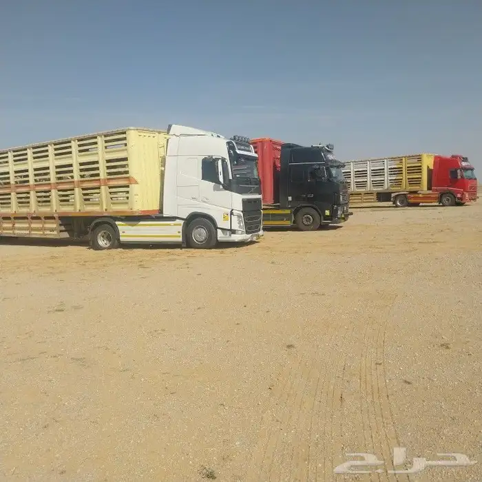تريلا غنامية حفرالباطن 0