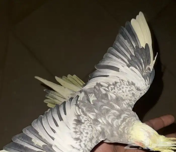 كروان أنثى أليف 100 100 2