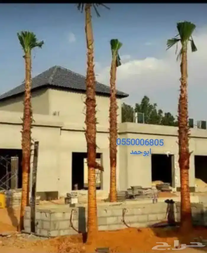نخل امريكي واشنطونيا جميع المقاسات 6