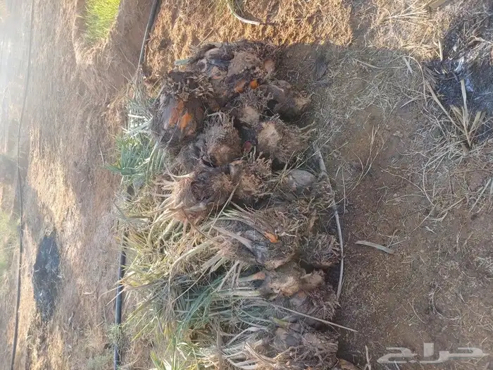 يوجد لدينا فسايل نخيل خلاص حساء اسعار مناسبه 13