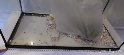 مبيوع 2