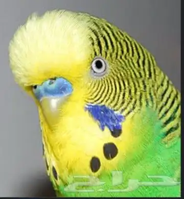 ذكر بادجي أليف ومنتج تم البيع 0