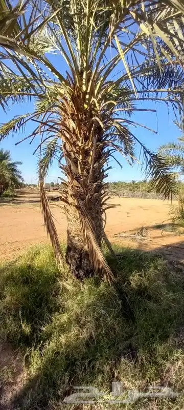 يوجد لا دينا جميع انواع النخيل واشنطني عربي اخلاص برحي صقعي 3